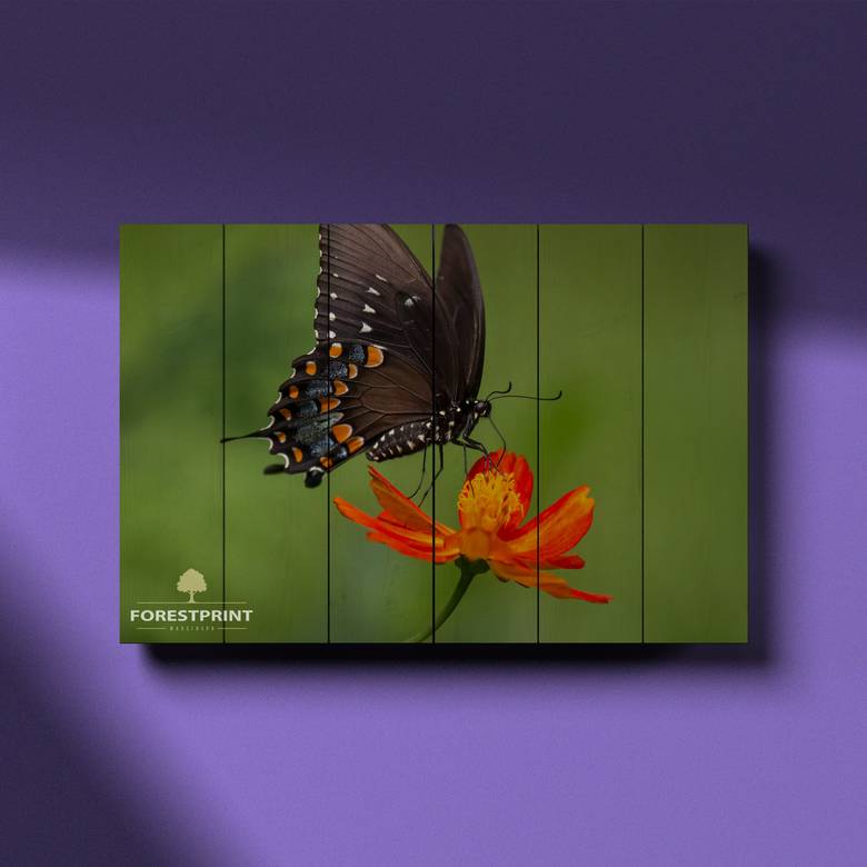 Картина на доске Бабочка №2